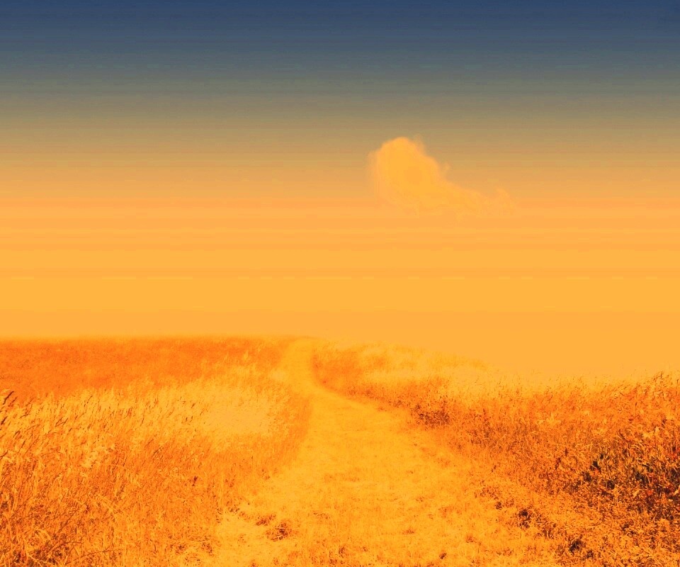 Золоте поле обои