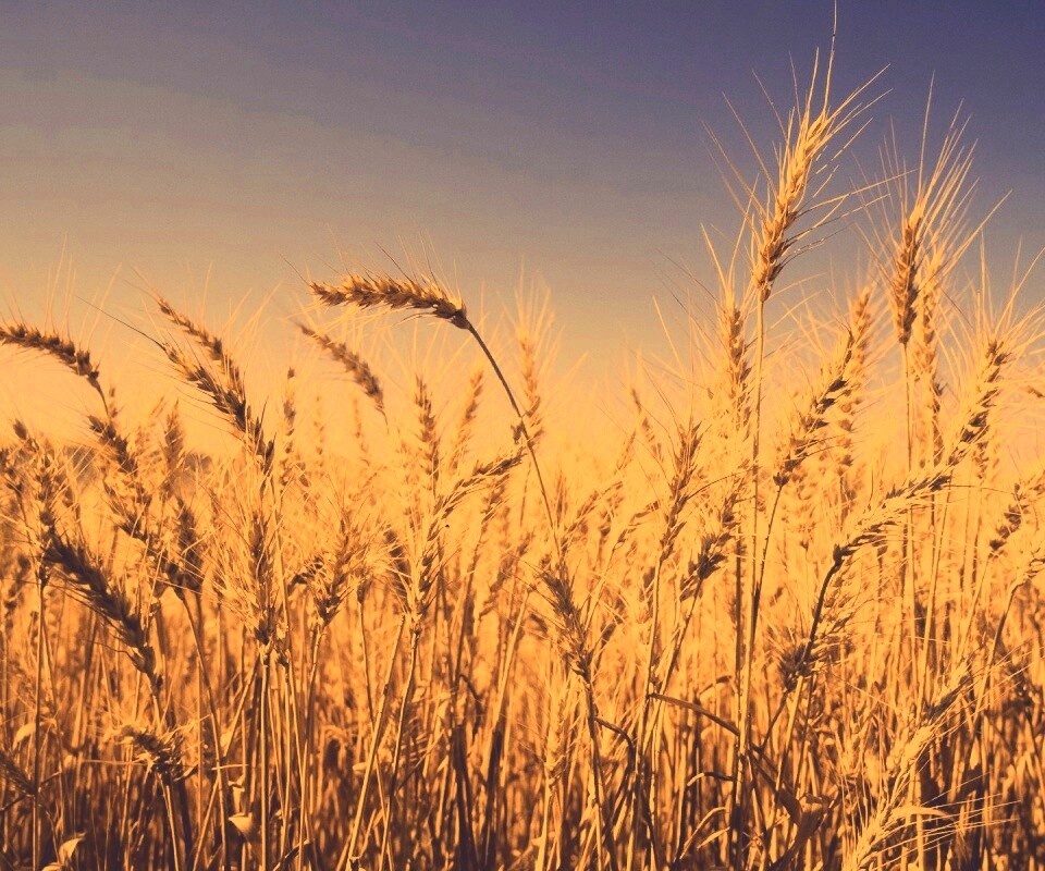 Пшеничные колосья обои