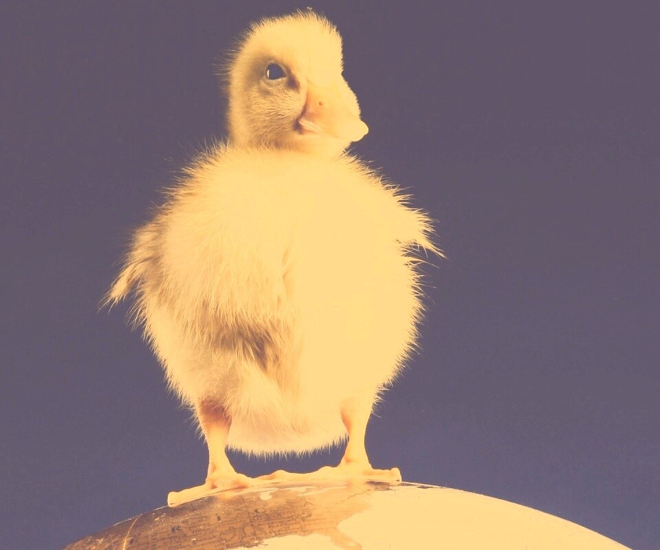 Утёнок на глобусе обои