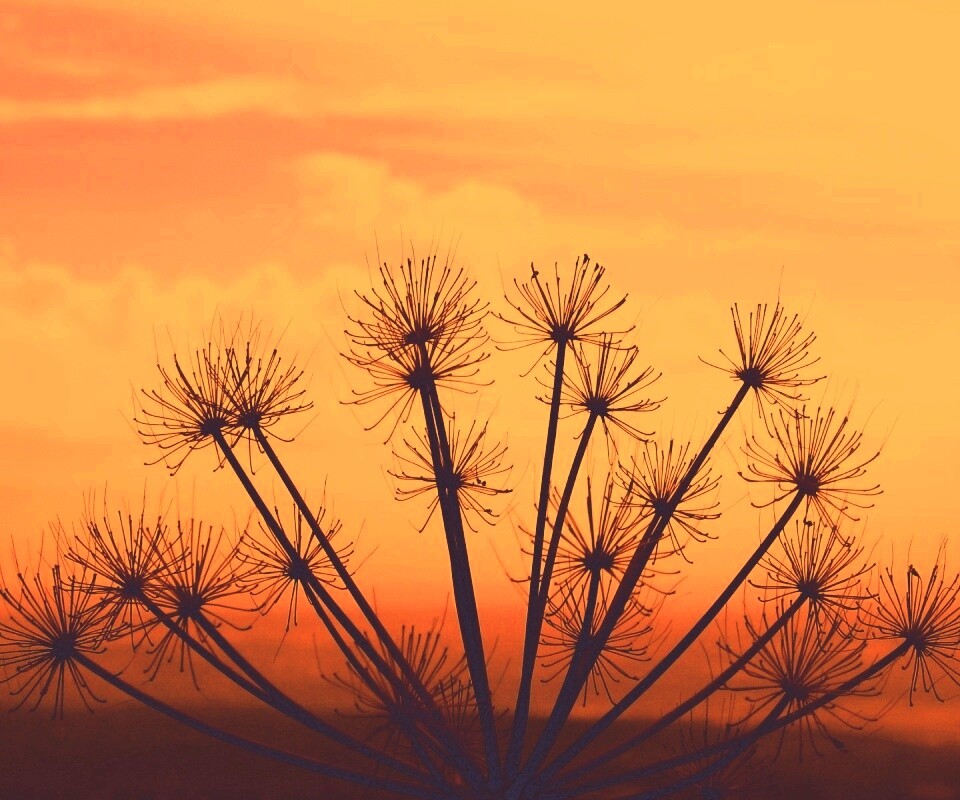 Зонтичное соцветие обои