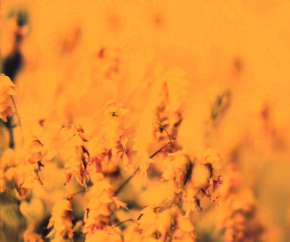 Висящие цветочки обои