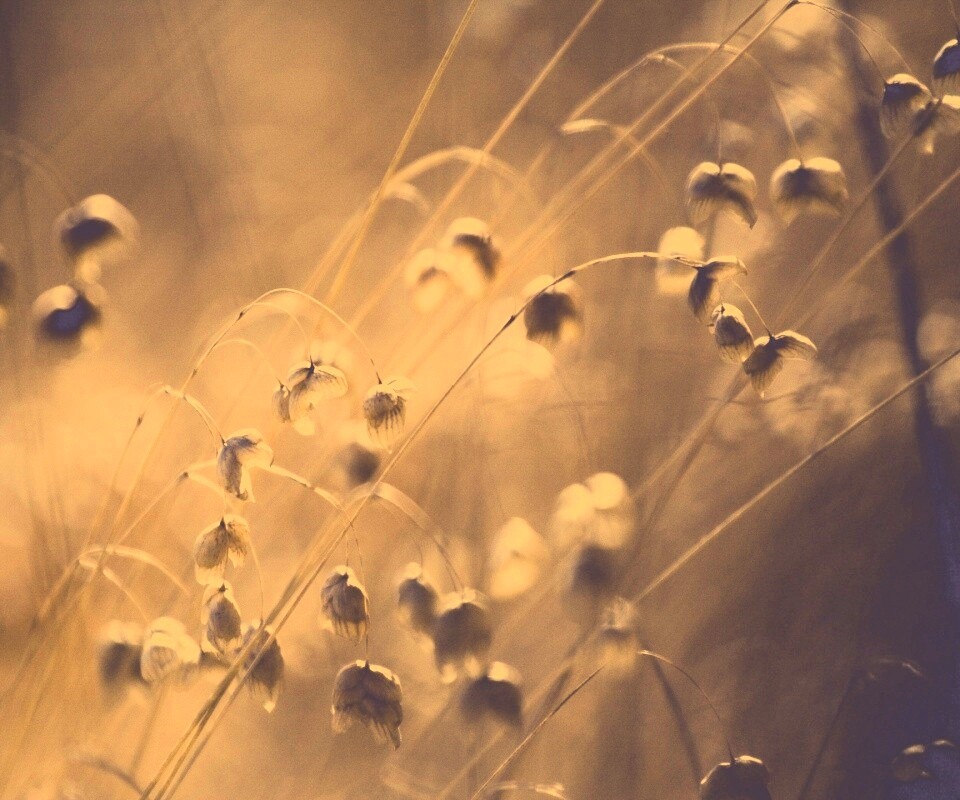 Увядающие цветочки обои