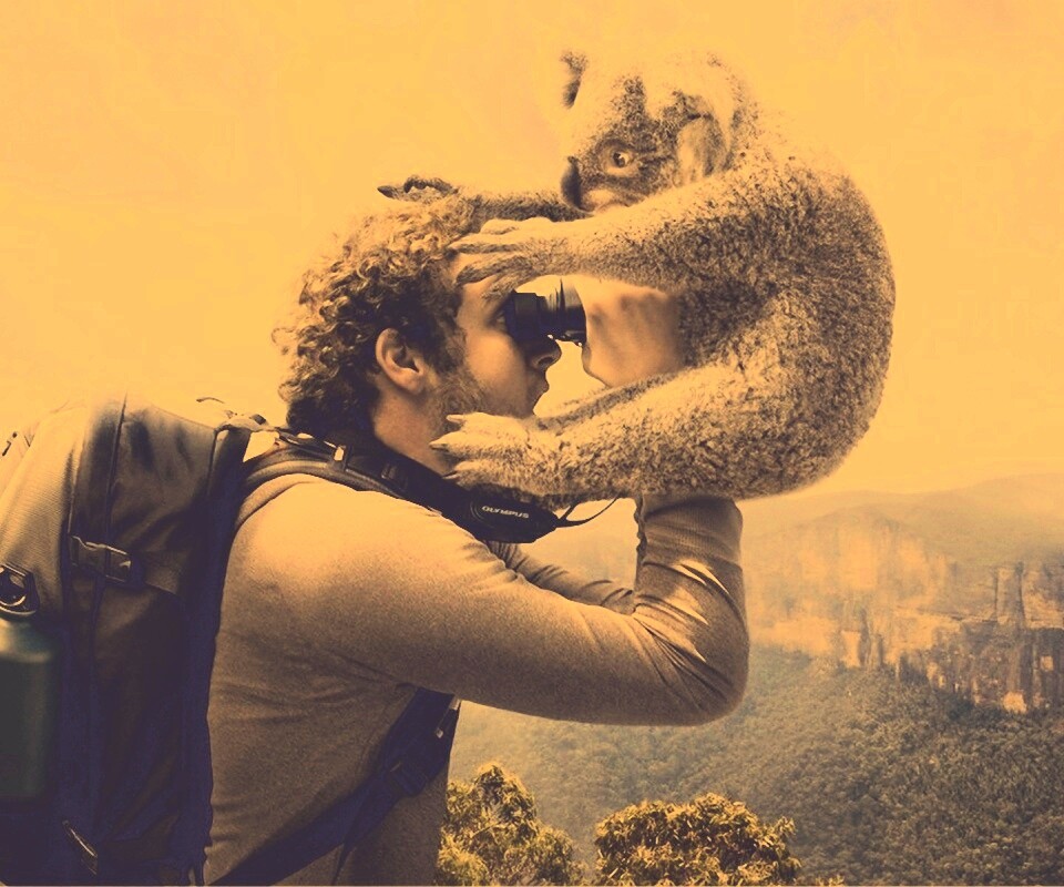 Коала ближе чем кажется обои