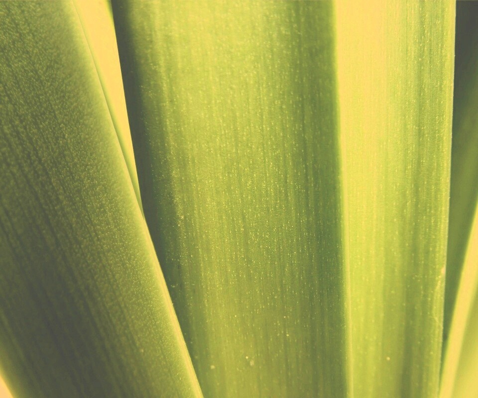 Сочная травинка обои