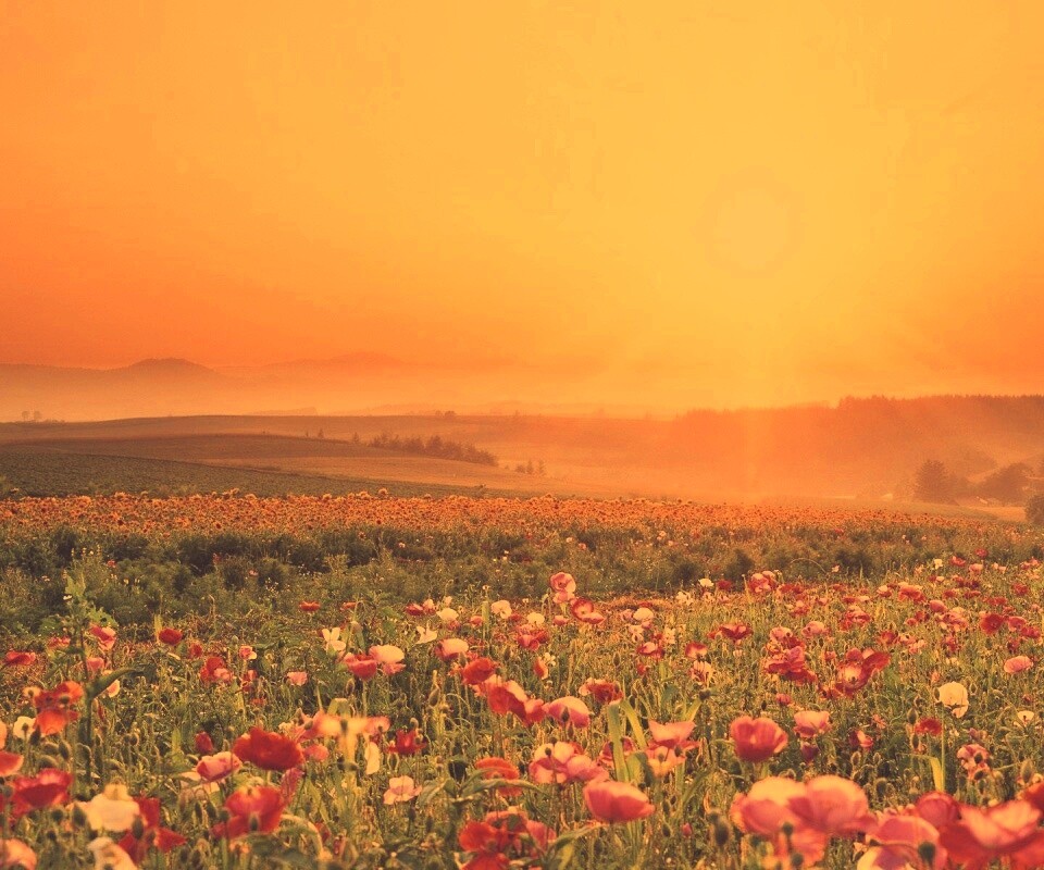 Цветущие поля обои