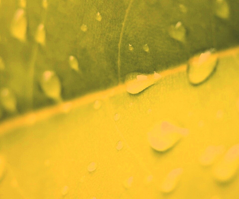 Капли на листе обои