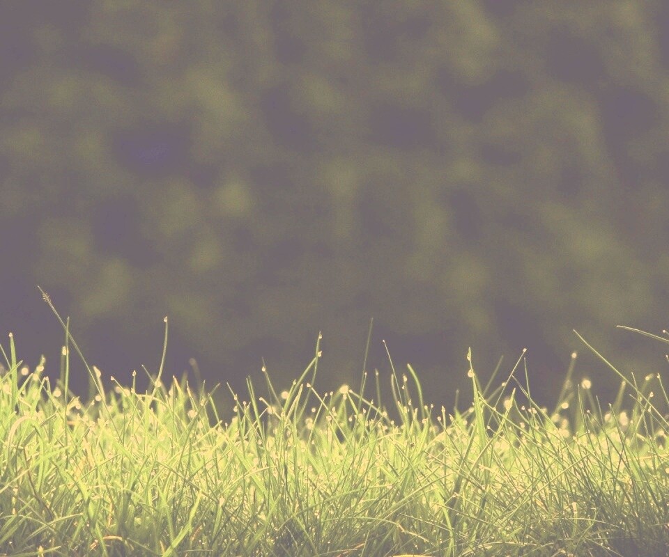 Трава после дождя обои