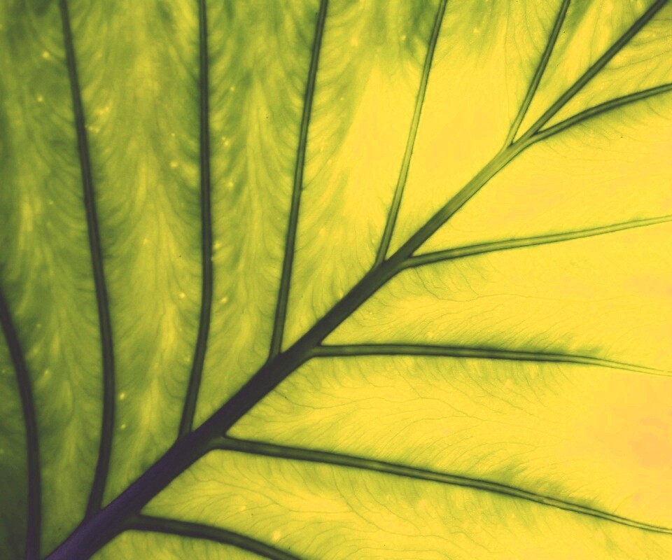 Макро фото листа обои