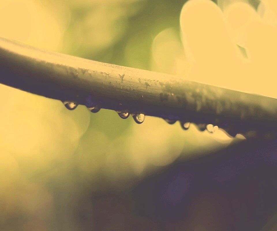 Капли на стебле обои