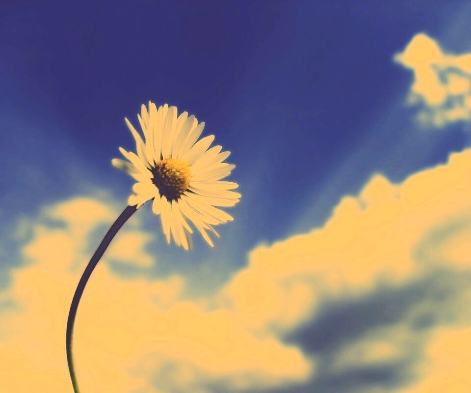 Ромашка на фоне неба обои