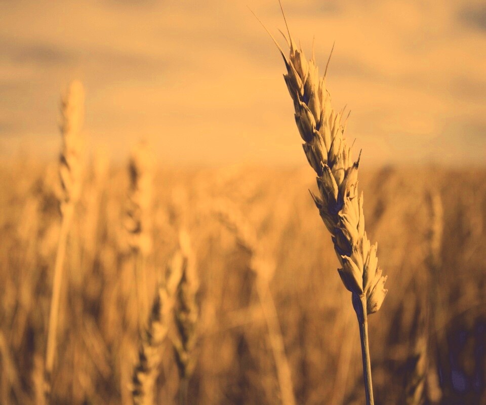 Колосок обои