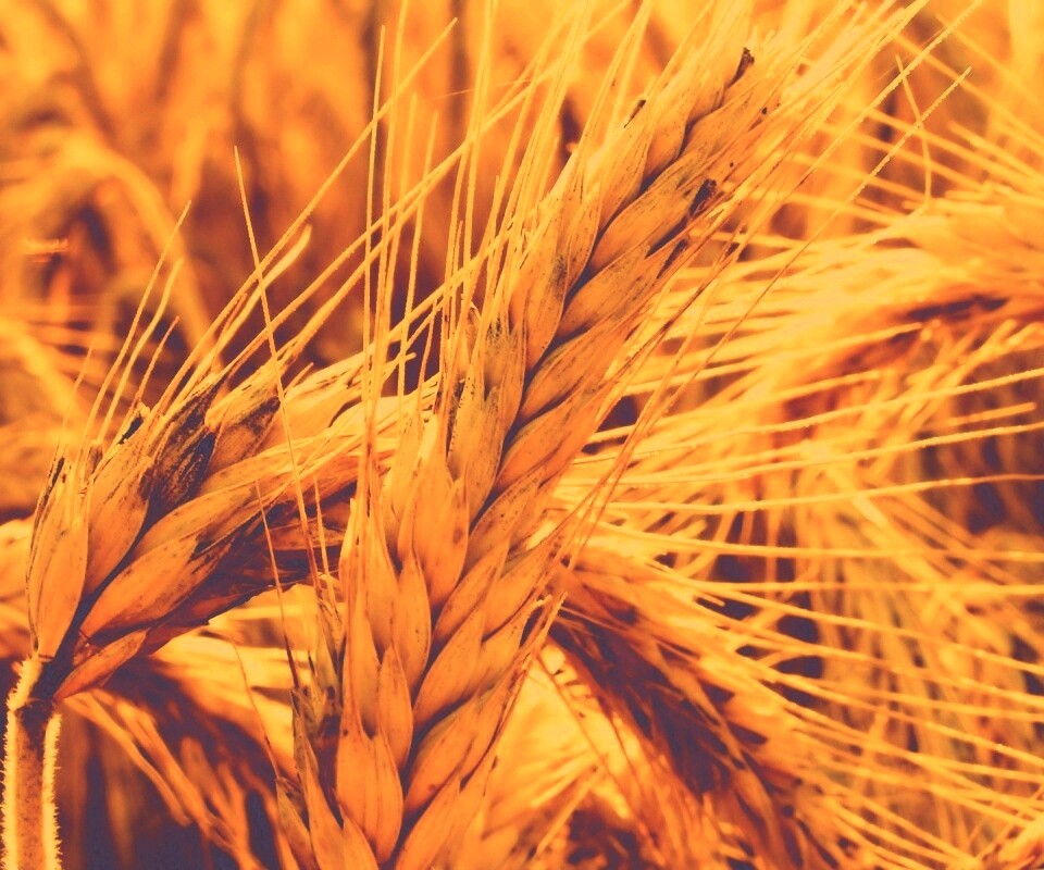 Зреющий колос обои