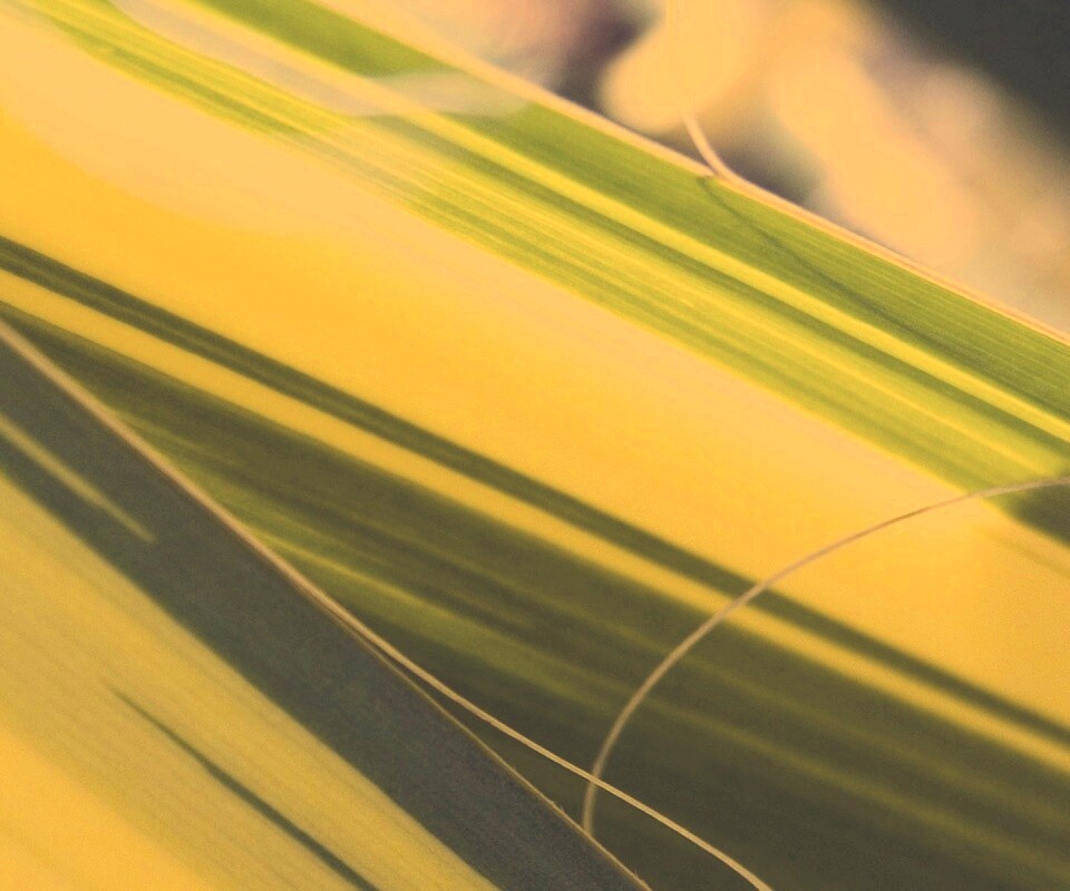 Желто-зеленые травинки обои