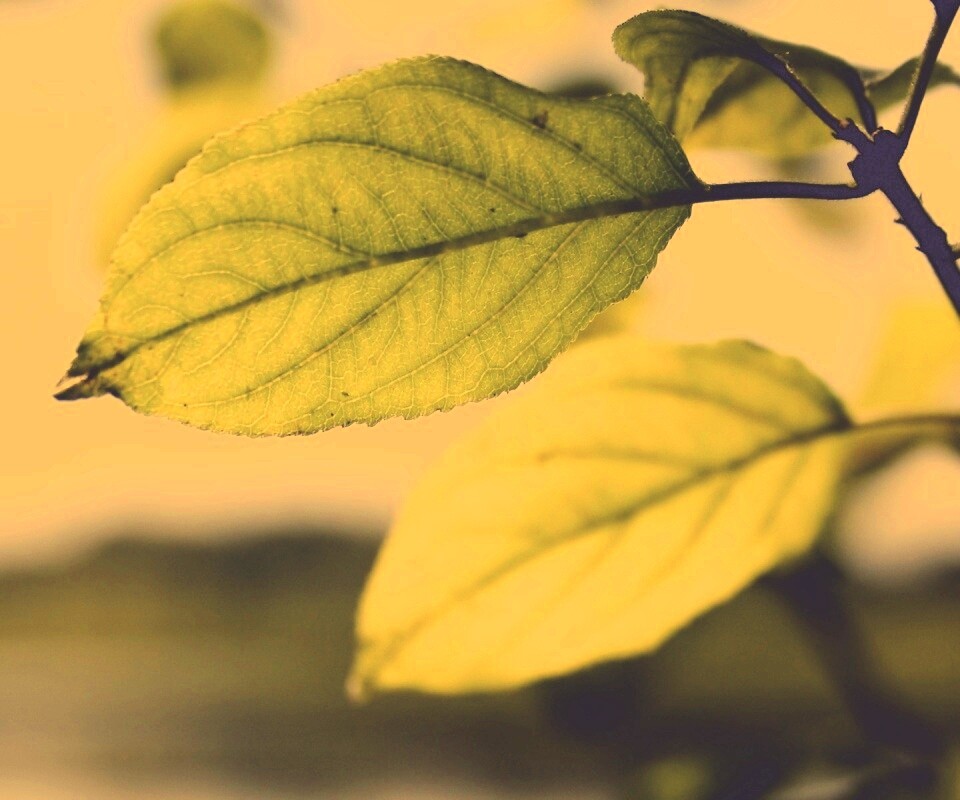 Три листа обои