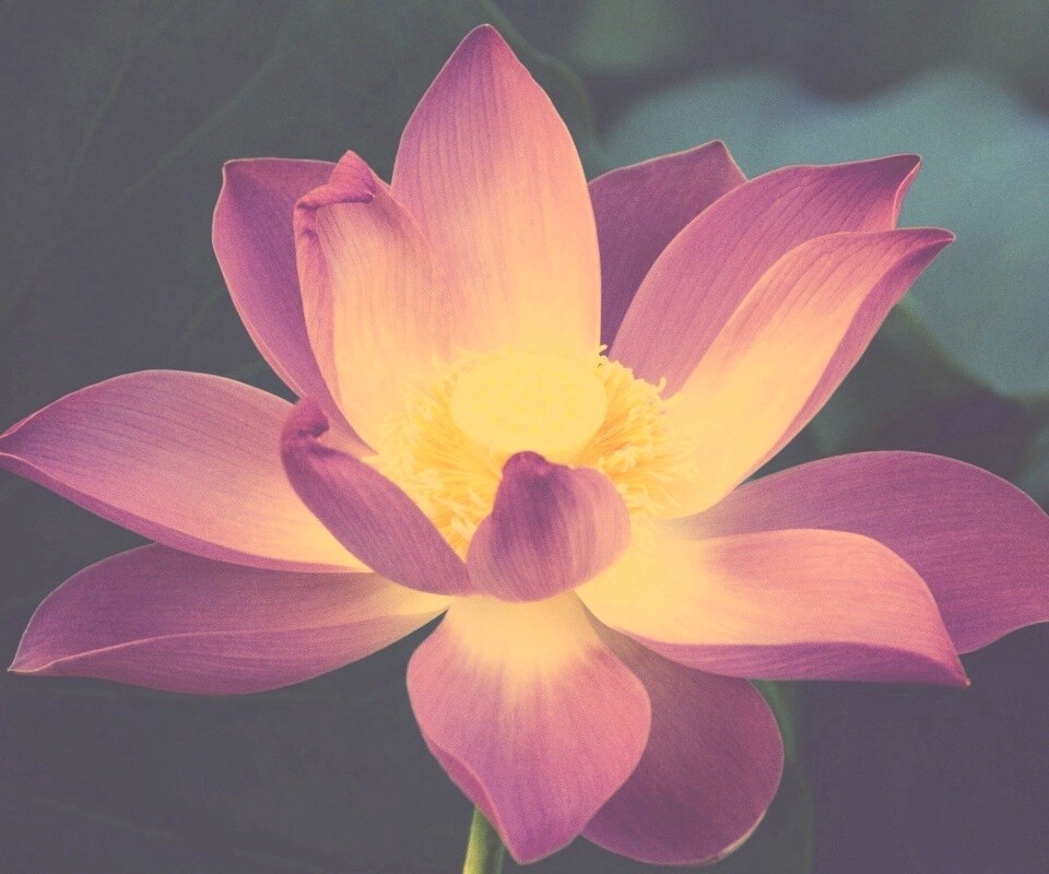 Сиреневый цветок обои