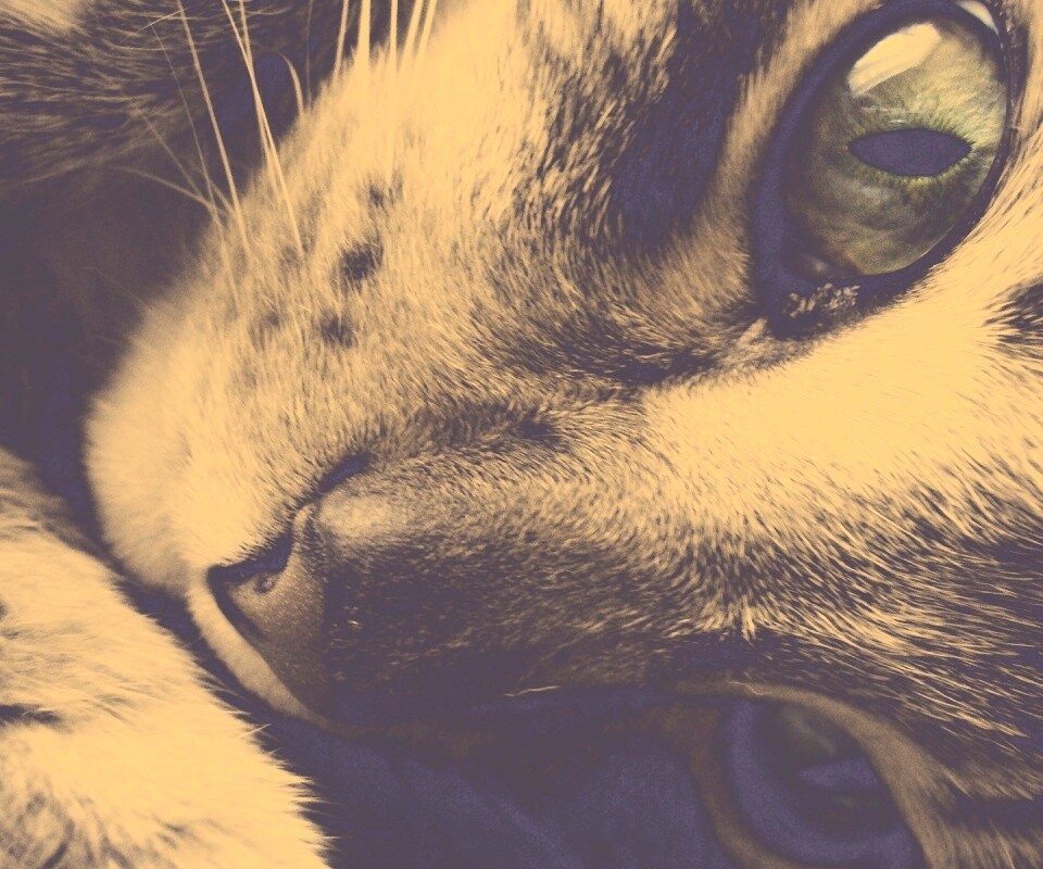 Мордашка кота крупным планом обои