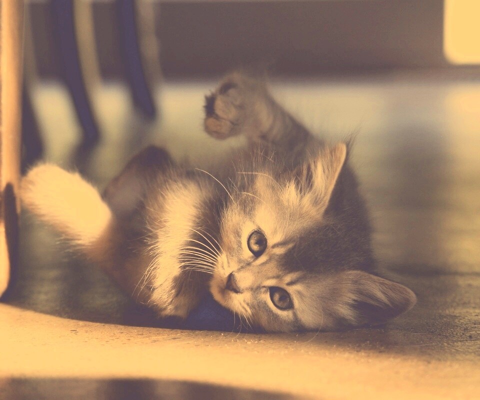 Котенок играет под стулом обои