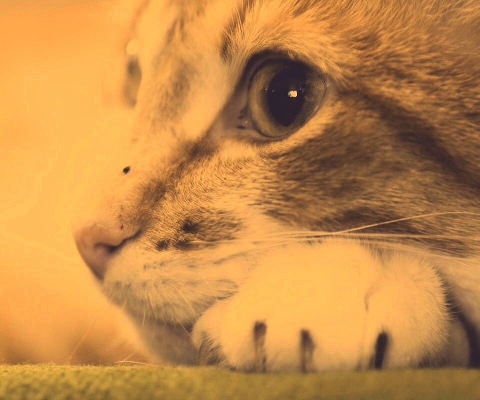 Мордочка на лапаках обои