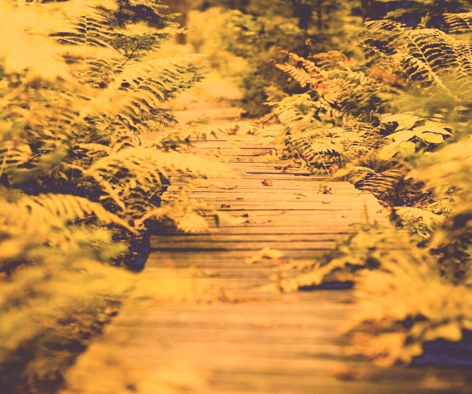 Деревянная дорожка обои