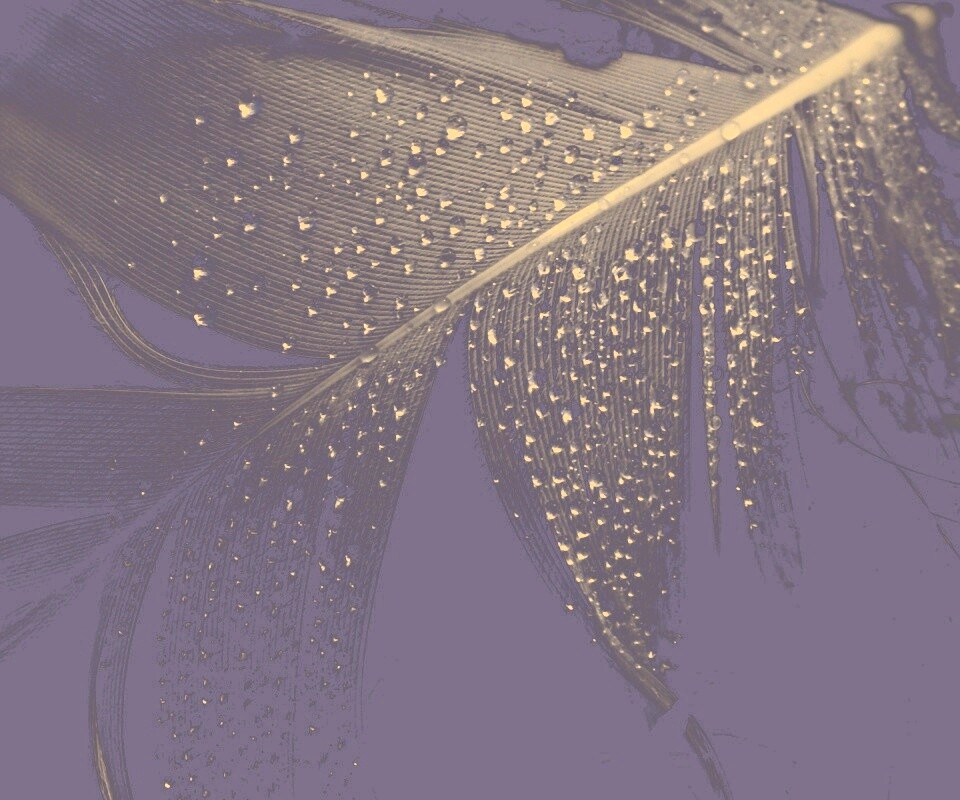 Капли на черном пере обои