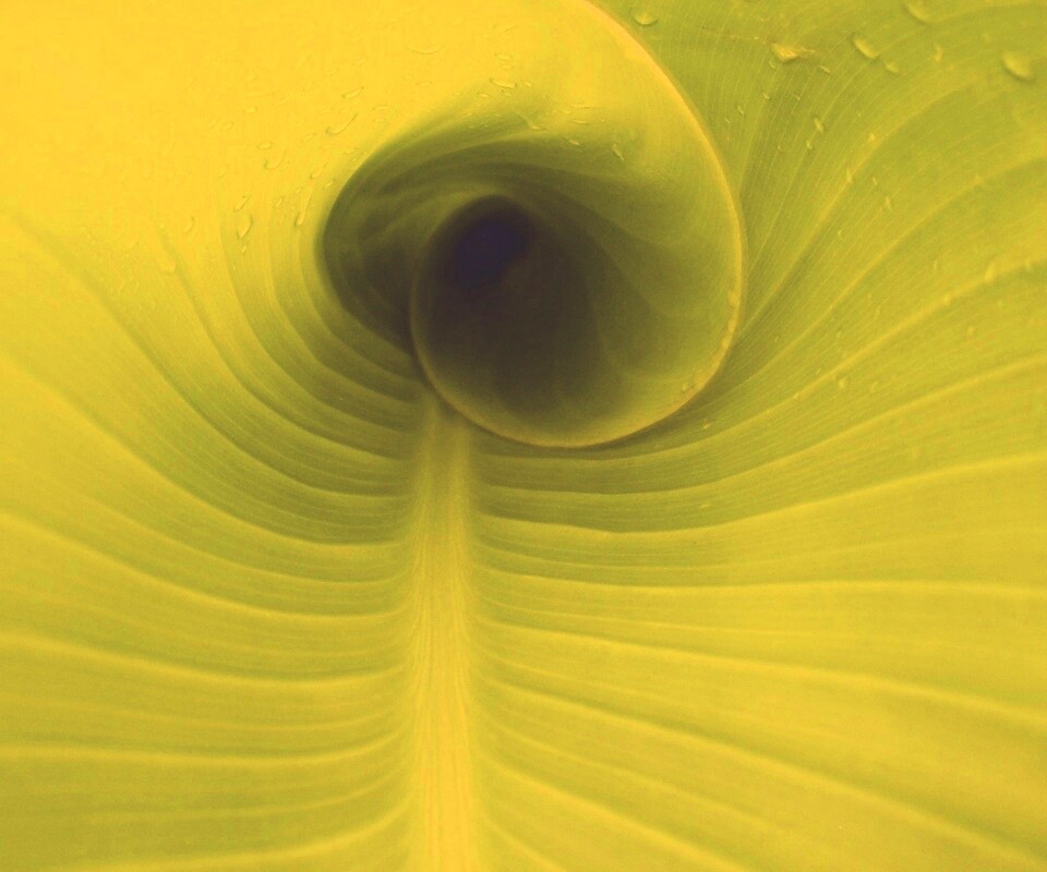 Свернутый в трубочку лист обои