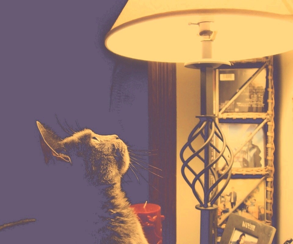 Кот смотрит под торшер обои