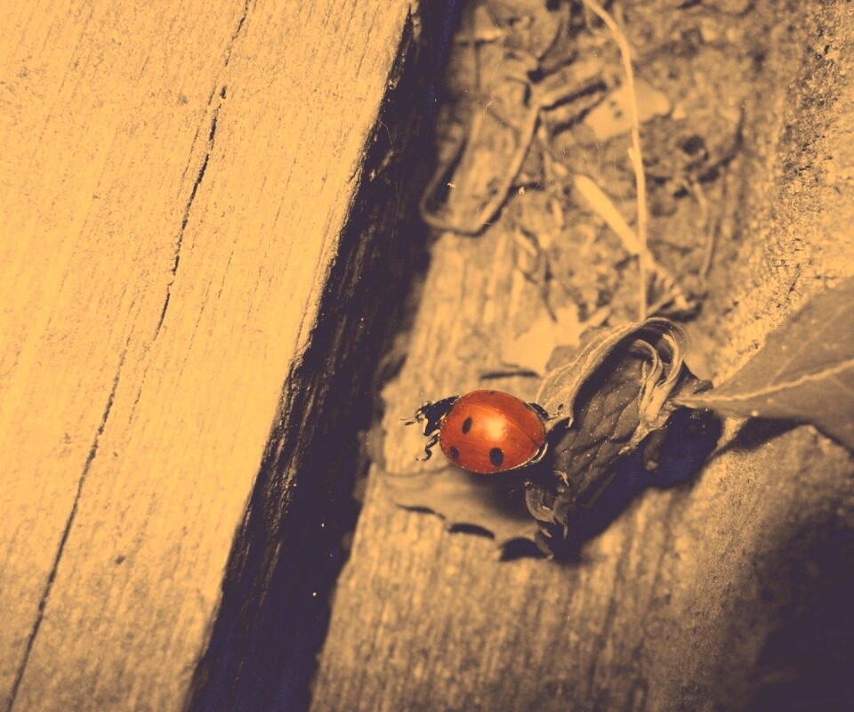 Божья коровка обои