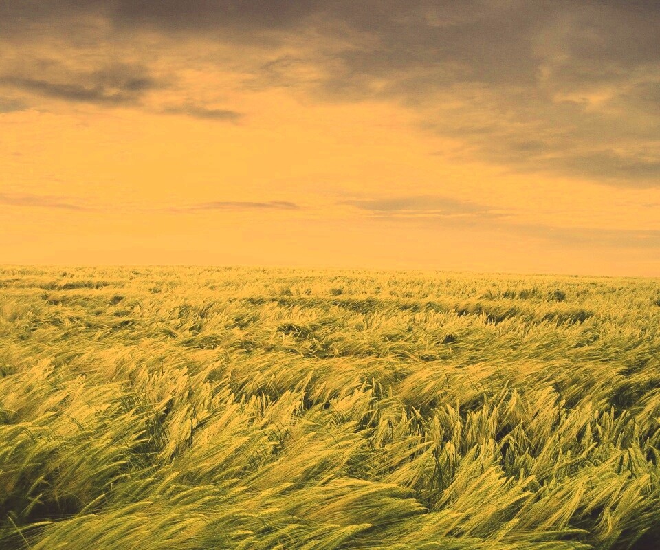 Море трав обои