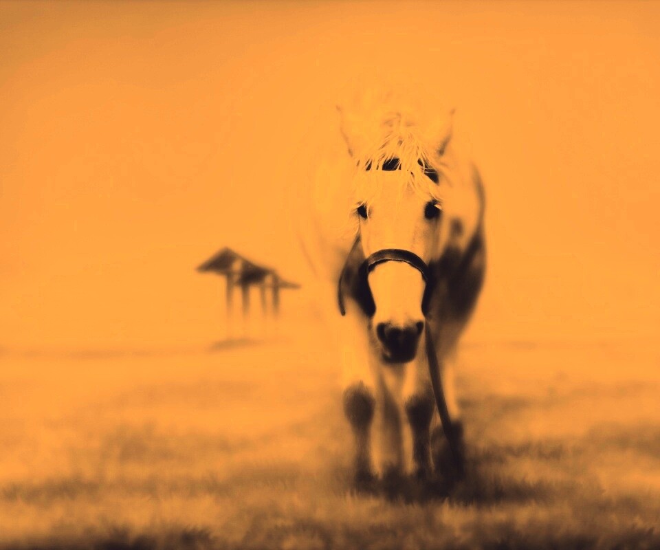 Лошадка обои