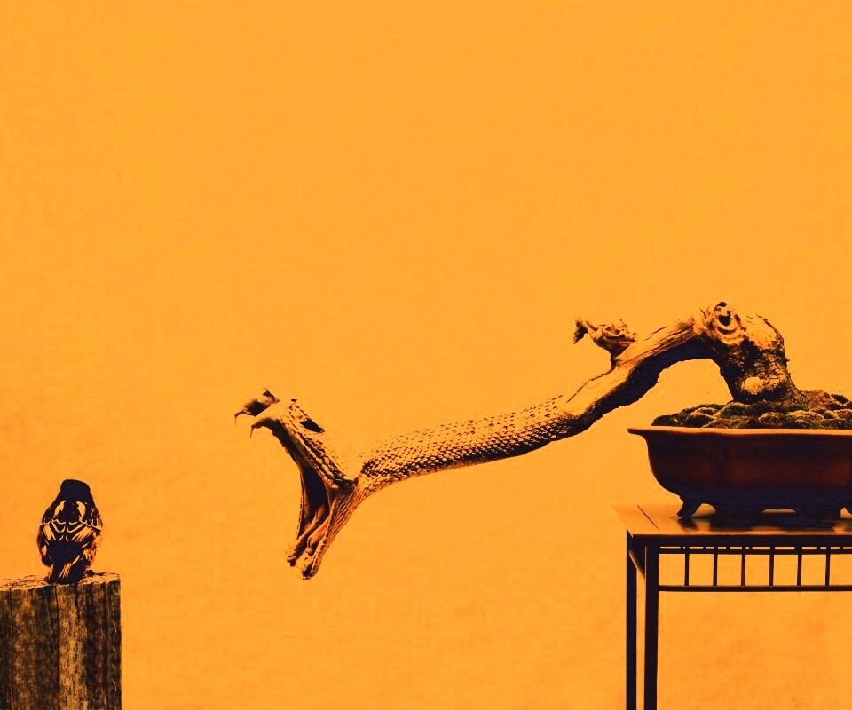 Змея-коряга напдает на птичку обои