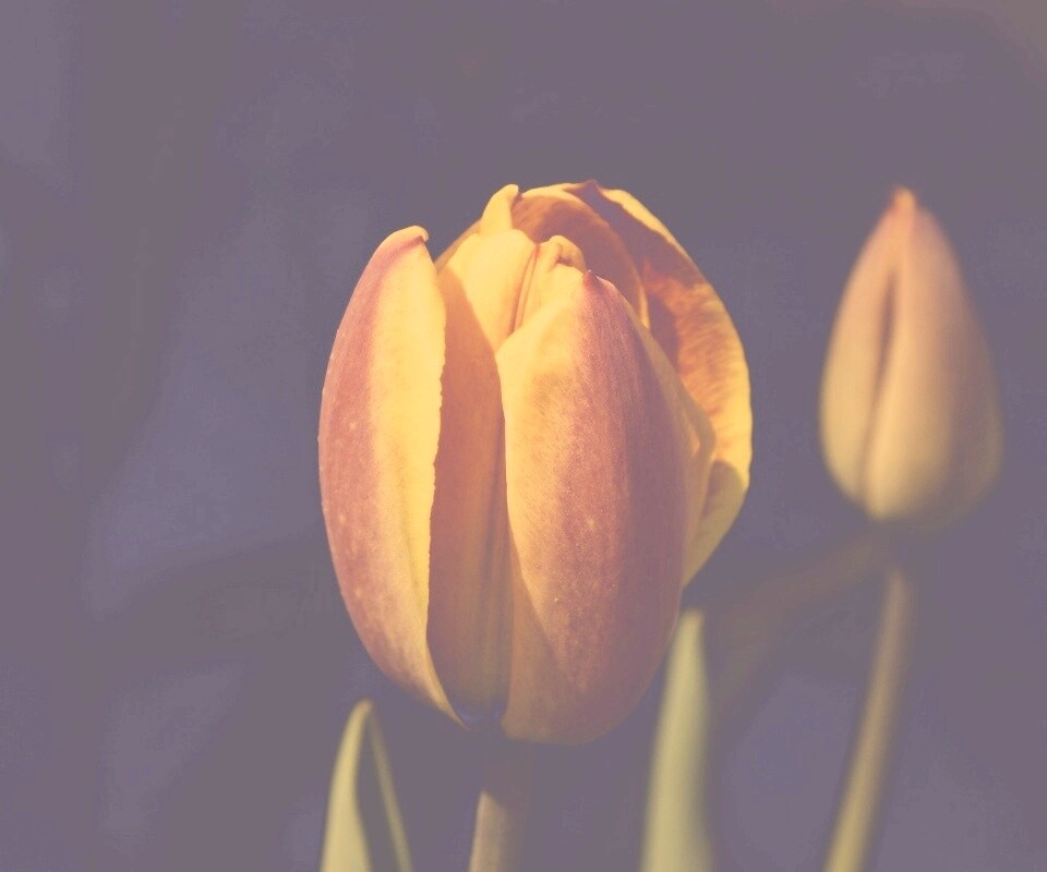 Распускающийся тюльпан обои