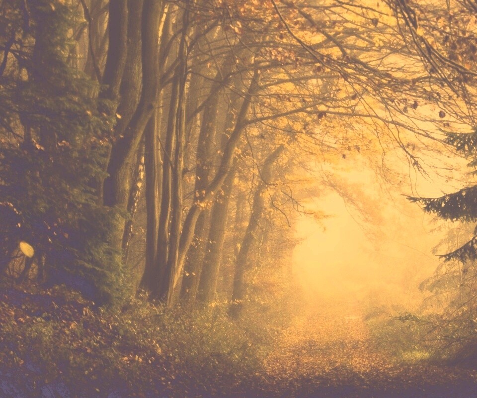 Дорожка заваленная листьями обои