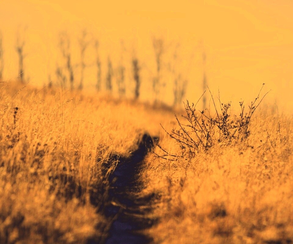 Тропинка в поле обои