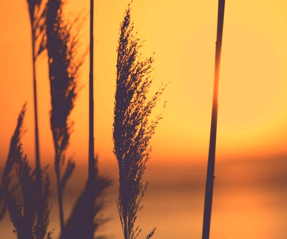 Травинка на закате обои