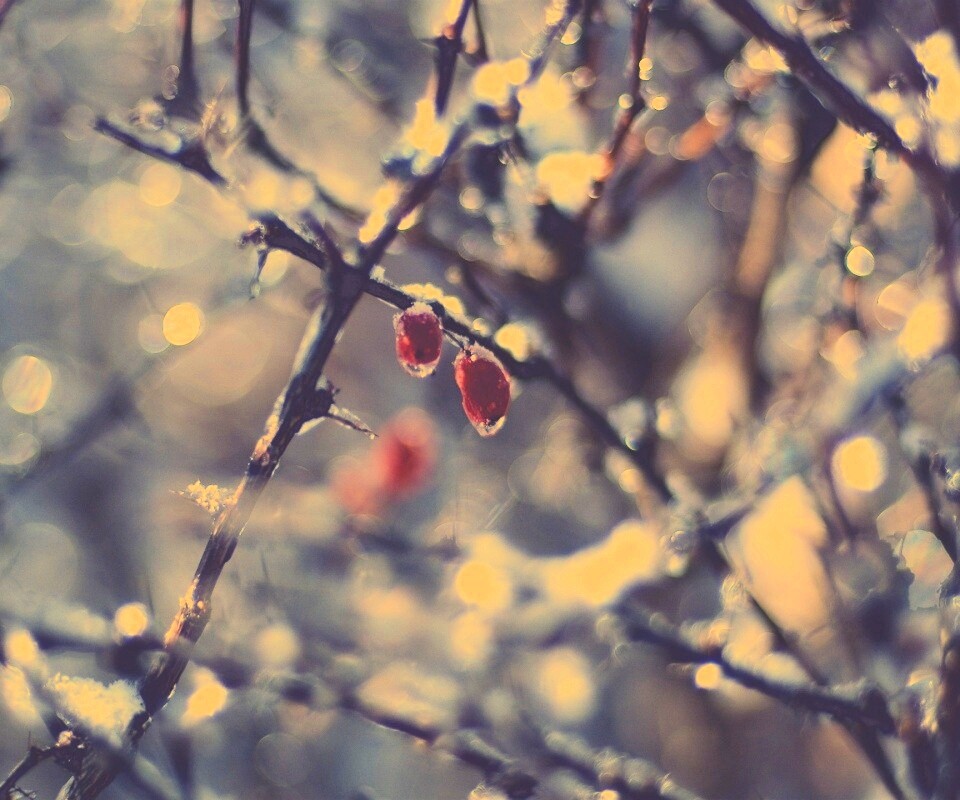 Замерзшие ягоды обои