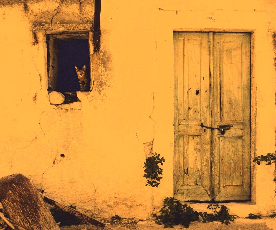 Кот выглядывает из разрушенного дома обои