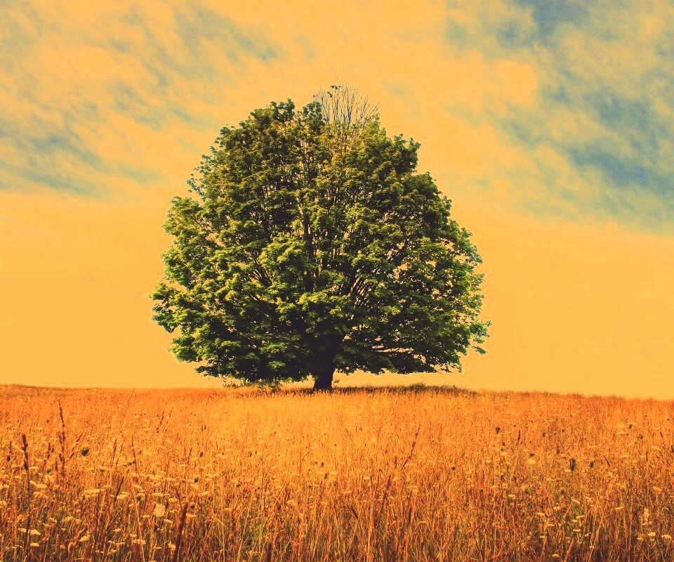 Зеленое дерево в желтом поле обои