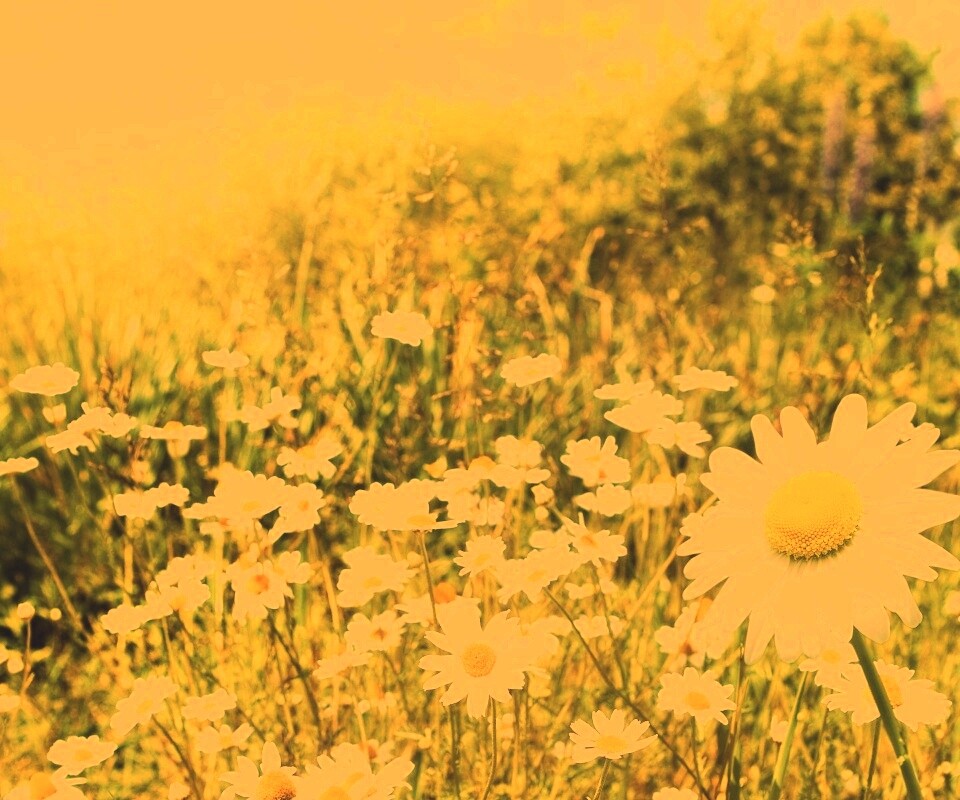 Солнечные ромашки обои
