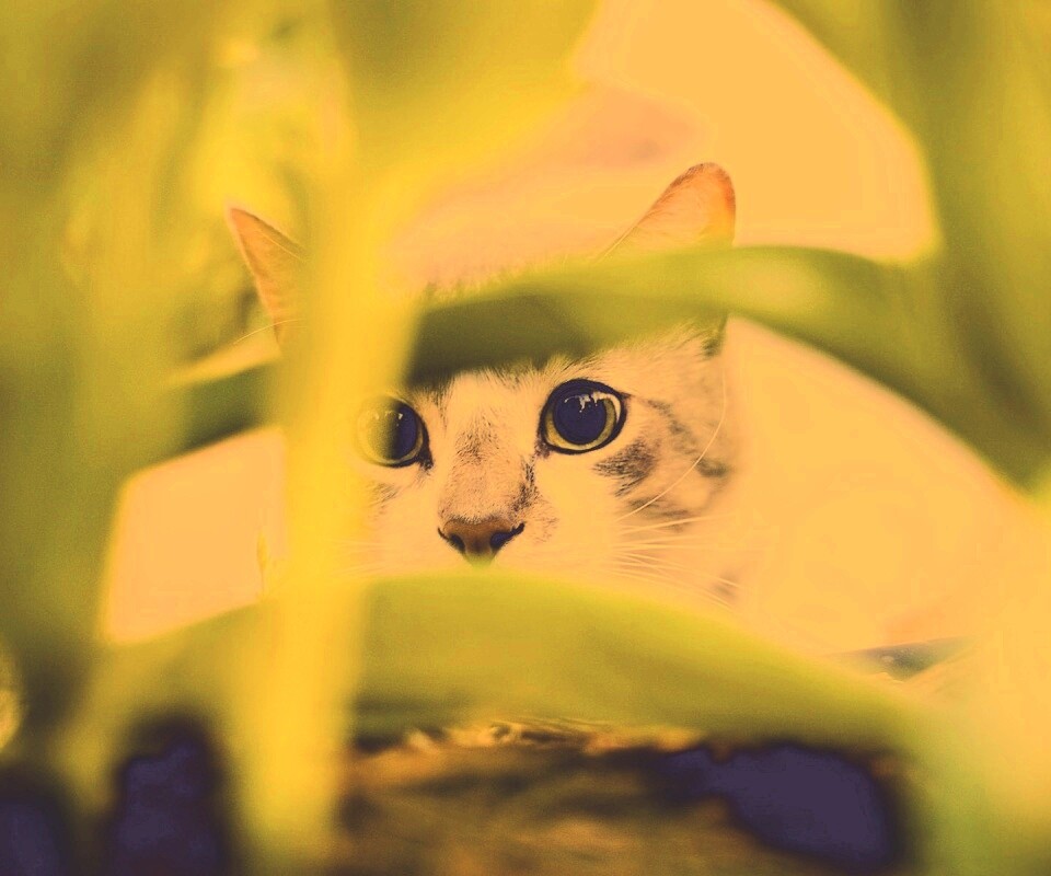 Кот в засаде обои