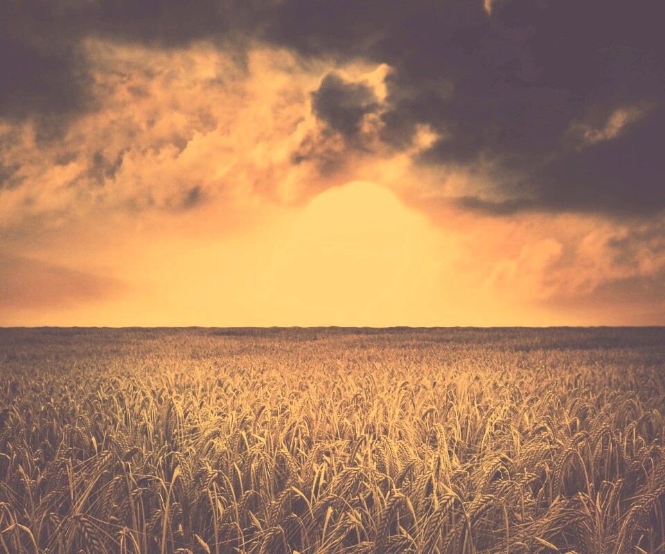 Закат над пшеничным полем обои