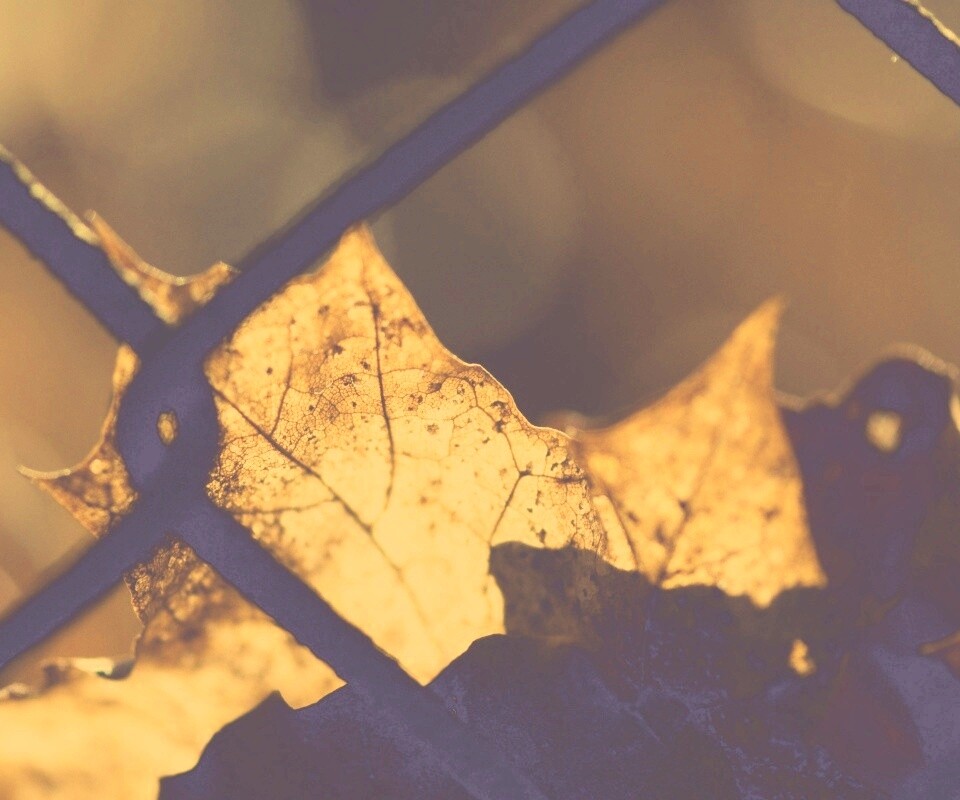 Осенний лист на забором обои