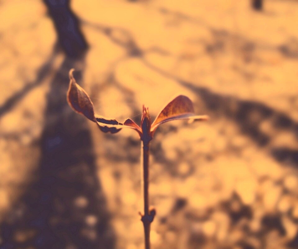 Красный росток обои