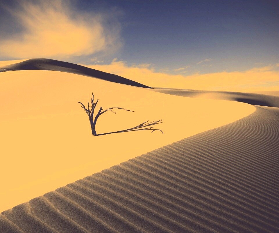Сухостой в пустыне обои