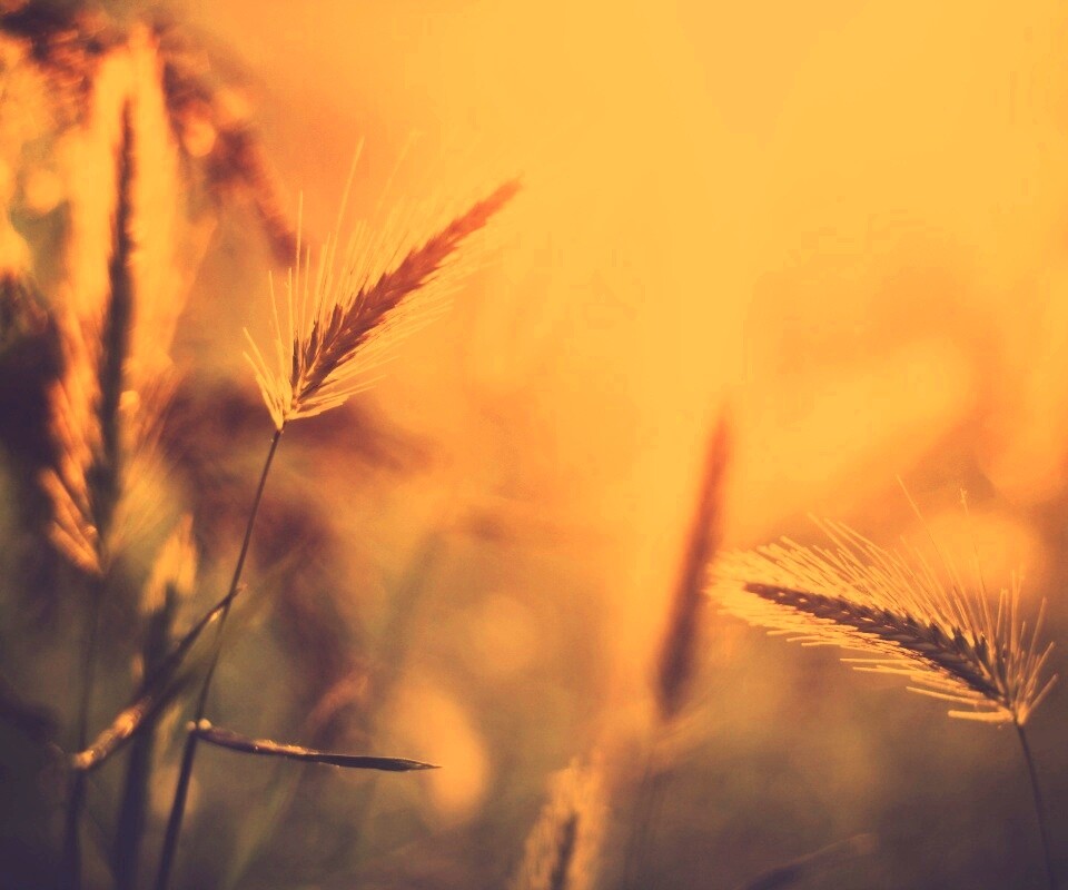 Травинки на солнце обои