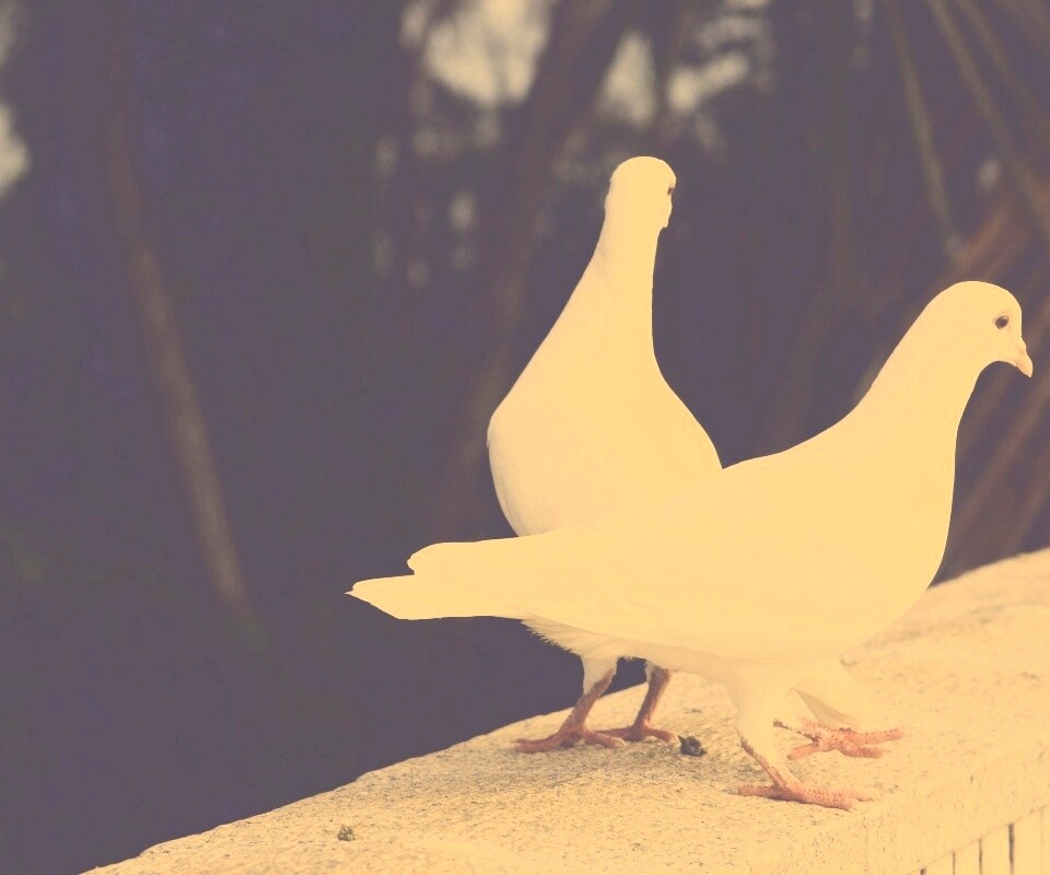 Два белых голубя обои