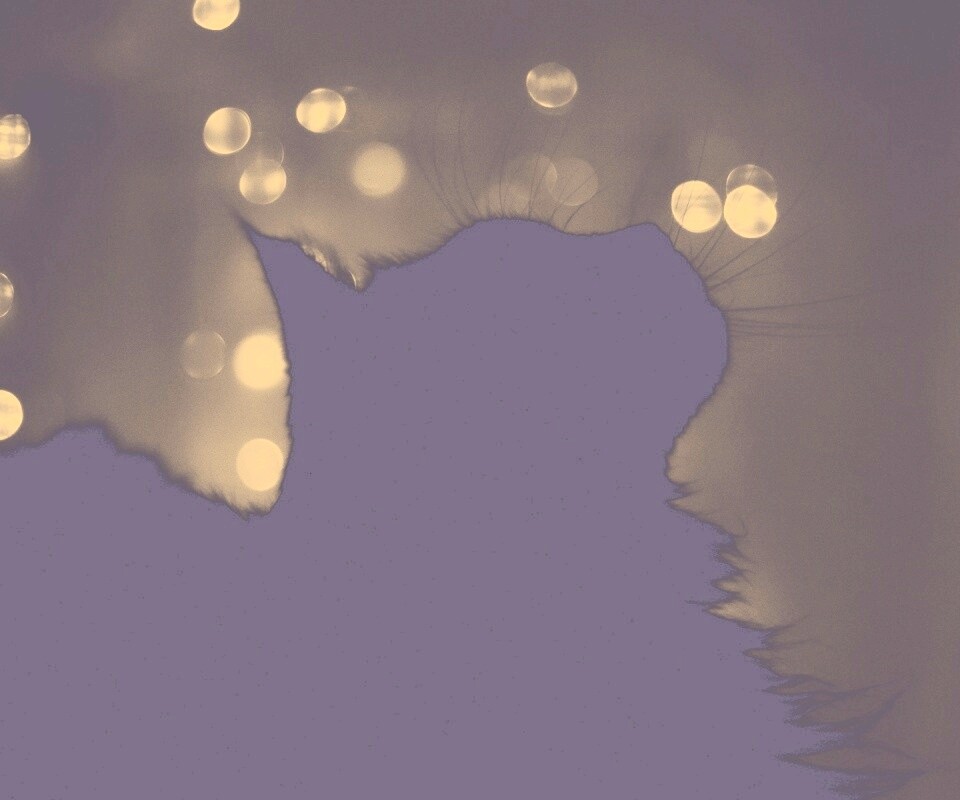 Силуэт черного кота обои