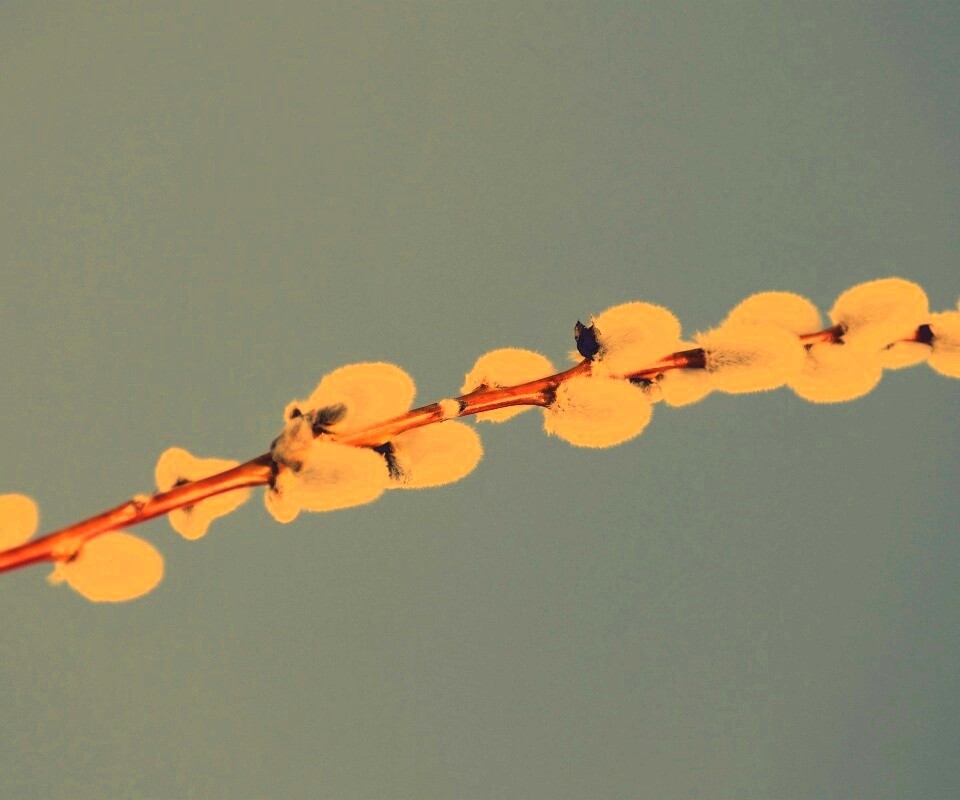 Пушистые почки обои