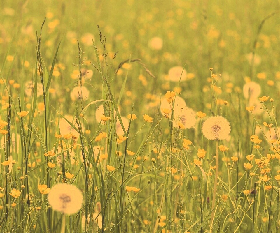 Поле одуванчиков обои