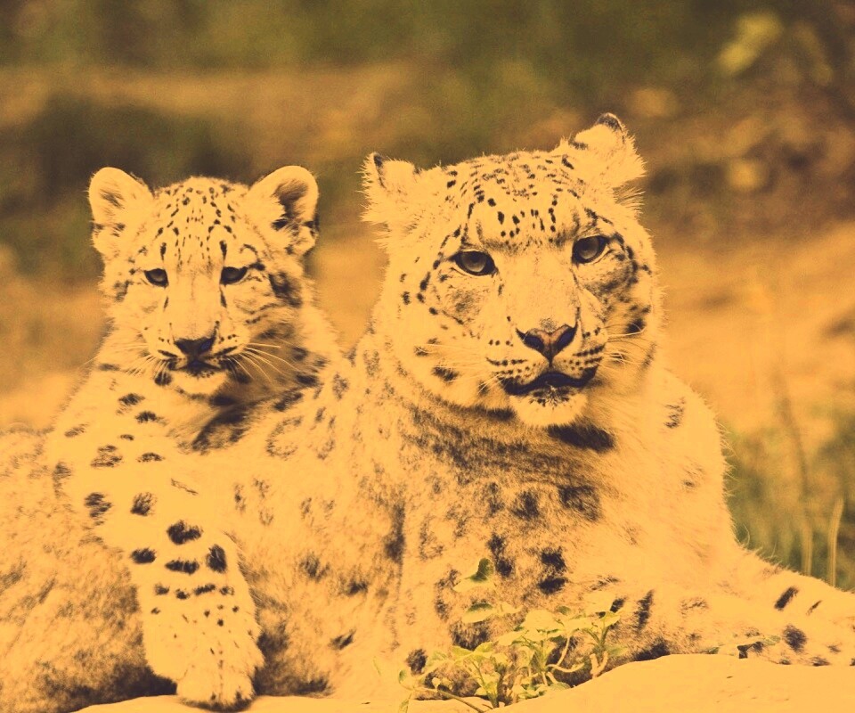 Самка снежного барса с котенком обои