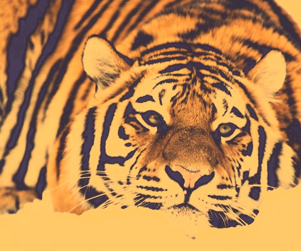 Тигр в снегу обои